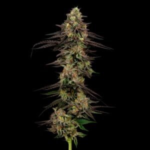 cookies fried bananas flower stalk